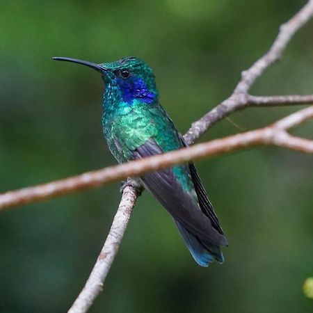 Campo Azul - Monteverde ภายนอก รูปภาพ