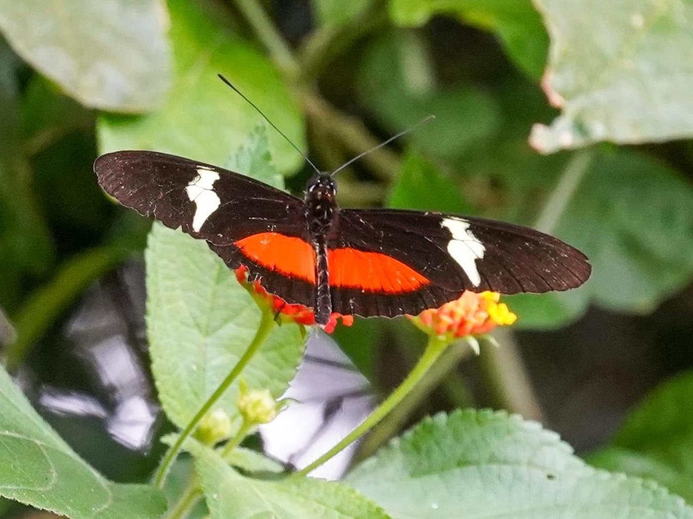 Campo Azul - Monteverde ภายนอก รูปภาพ