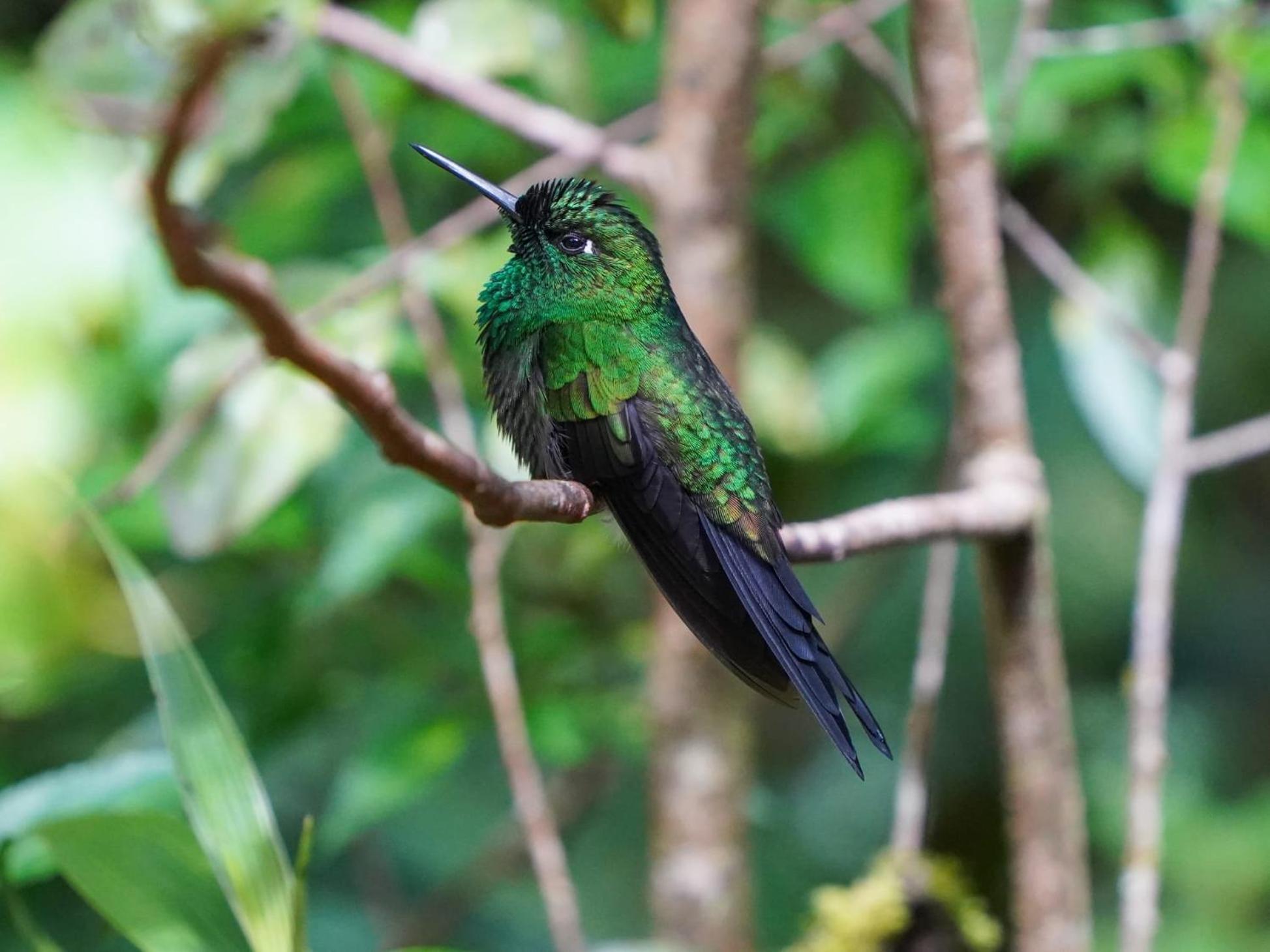Campo Azul - Monteverde ภายนอก รูปภาพ