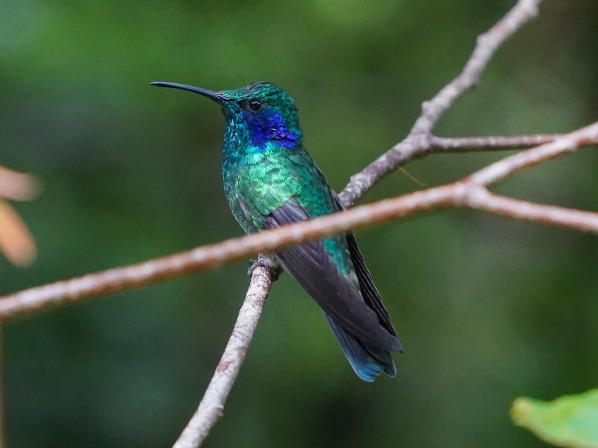 Campo Azul - Monteverde ภายนอก รูปภาพ