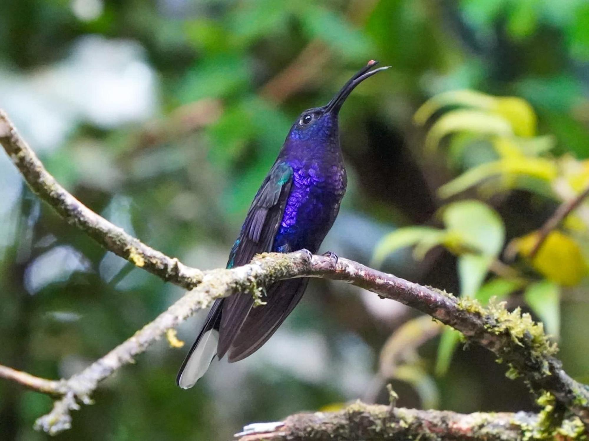 Campo Azul - Monteverde ภายนอก รูปภาพ