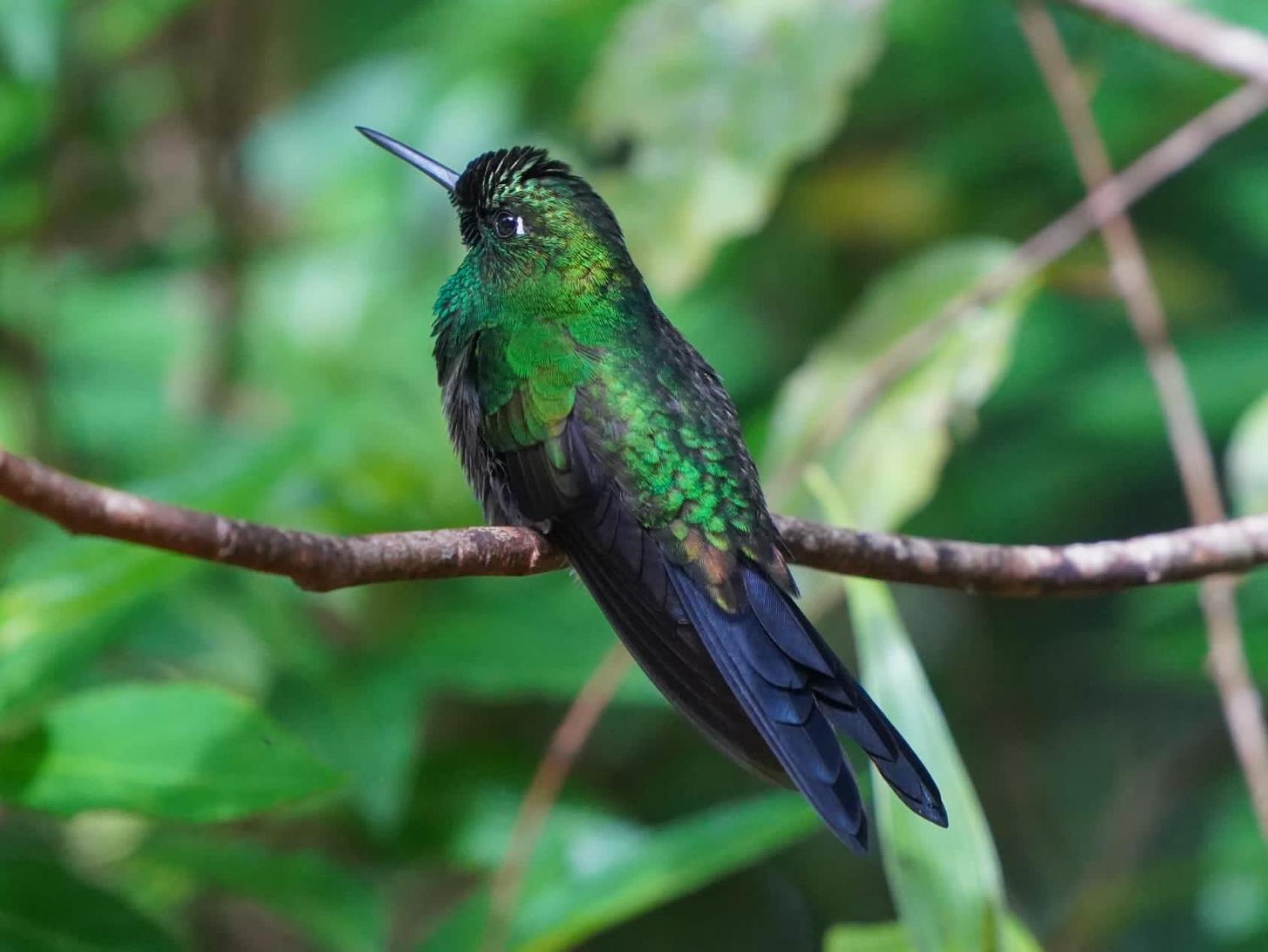 Campo Azul - Monteverde ภายนอก รูปภาพ