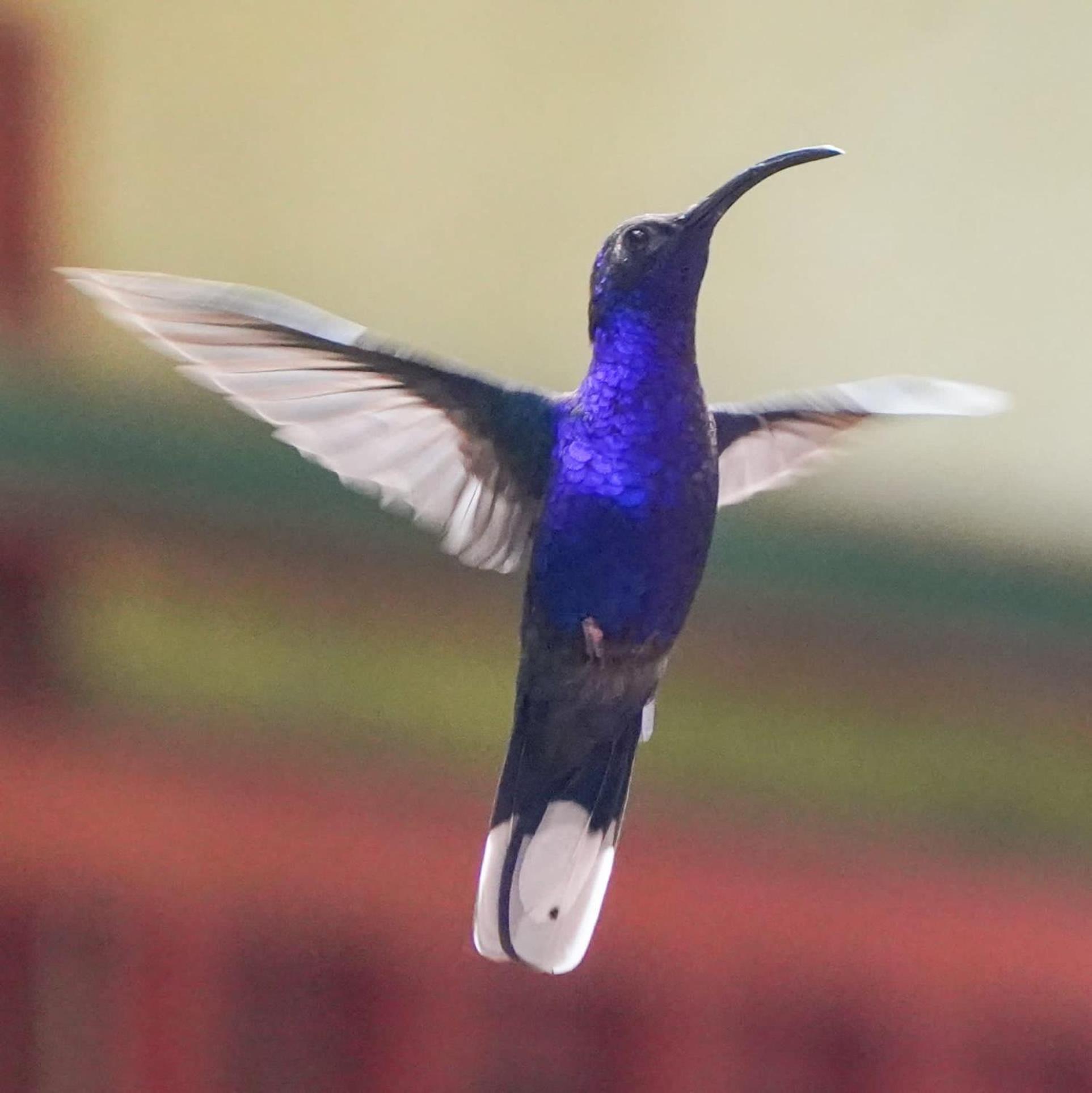Campo Azul - Monteverde ภายนอก รูปภาพ
