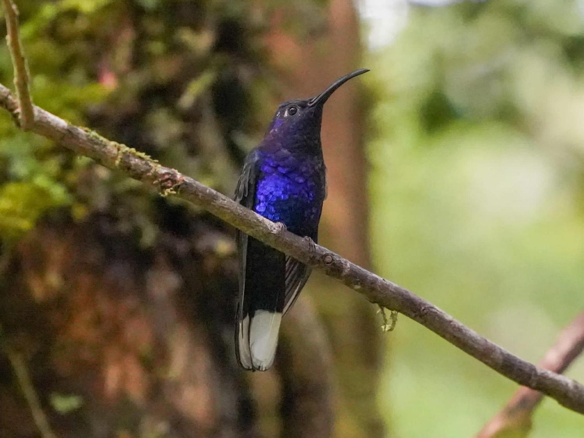 Campo Azul - Monteverde ภายนอก รูปภาพ