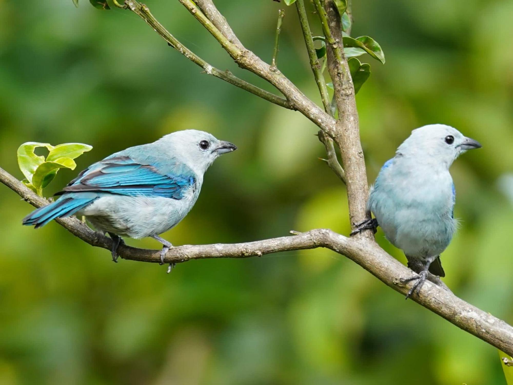 Campo Azul - Monteverde ภายนอก รูปภาพ