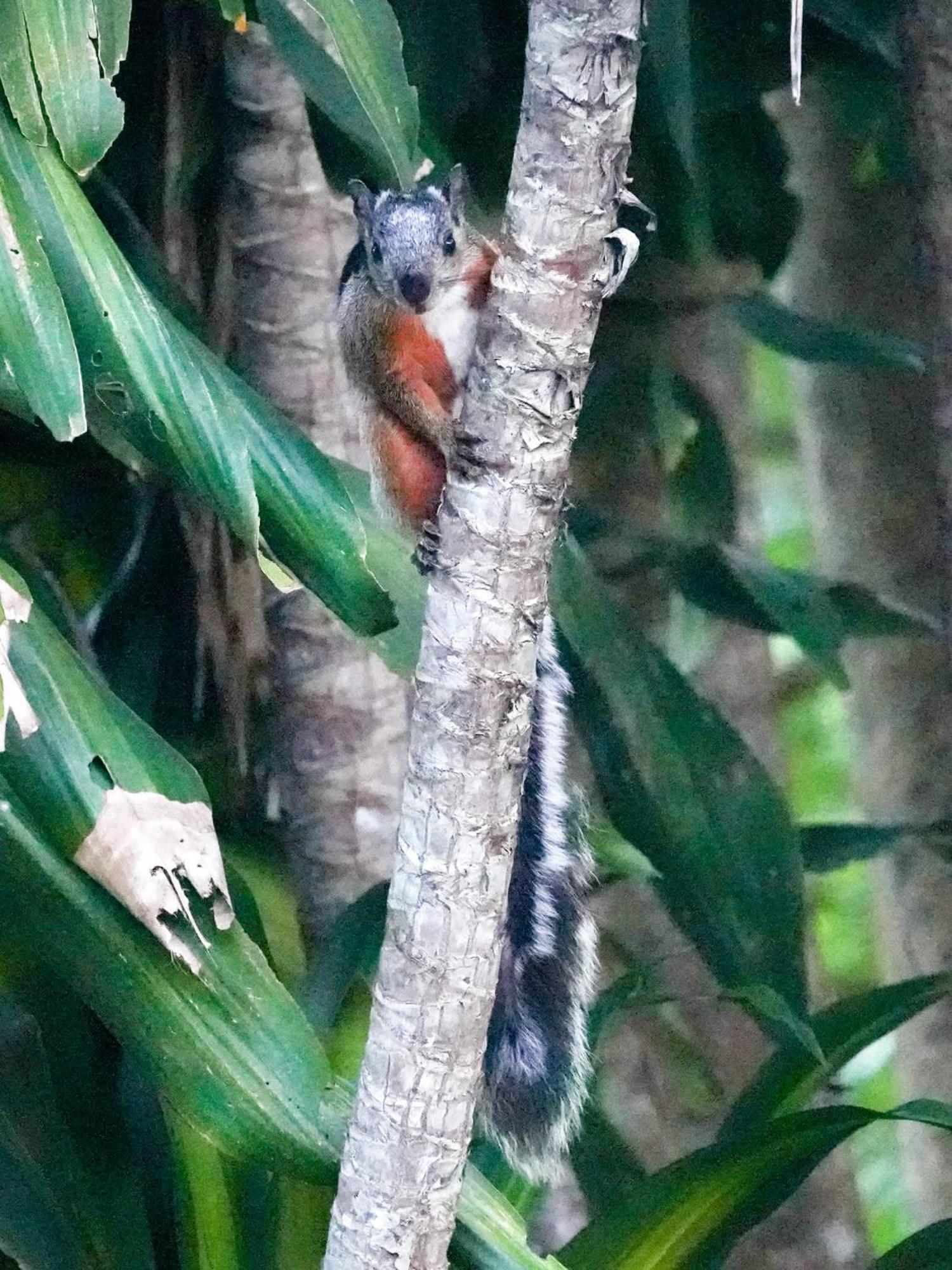 Campo Azul - Monteverde ภายนอก รูปภาพ